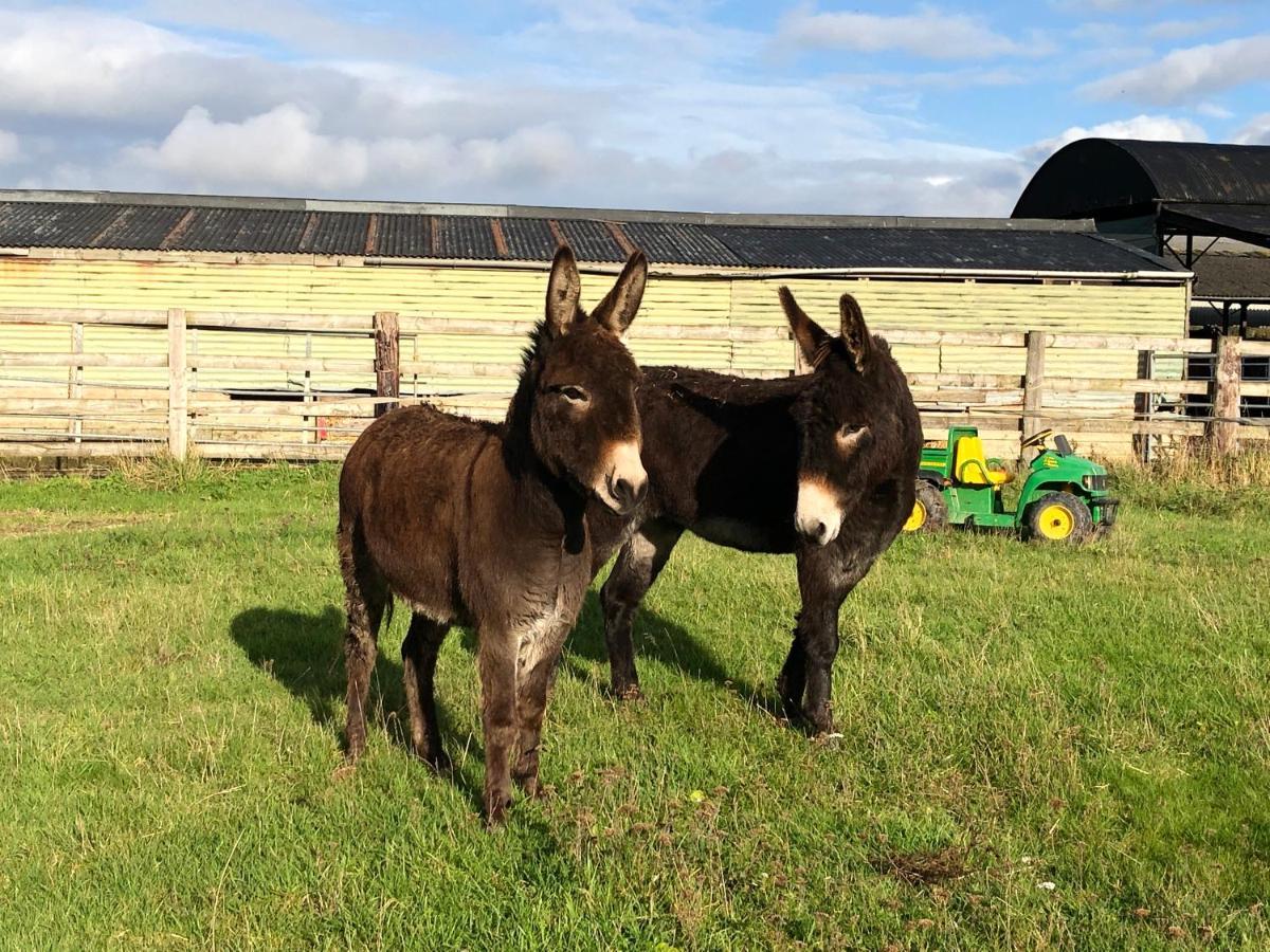 Rew Farm Country & Equestrian Accommodation - Sunrise Lodge Melksham Extérieur photo